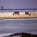 Wild Horses at Assateague Island, MD in Winter