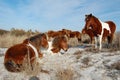 Wild Horses of Assateague Island Royalty Free Stock Photo