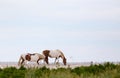 Wild Horses of Assateague Island