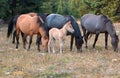 Wild Horses - Baby foal colt with mother and herd in the Pryor Mountains Wild Horse Range in Montana USA Royalty Free Stock Photo