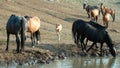 Wild Horses - Baby foal colt with mother and herd at the watering hole in the Pryor Mountains Wild Horse Range in Montana USA Royalty Free Stock Photo