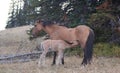 Wild Horses - Baby foal colt nursing his mother in the Pryor Mountains Wild Horse Range on the border of Montana and Wyoming USA Royalty Free Stock Photo