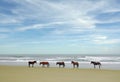 Wild horses on the beach in Corolla on the North Carolina Outer Banks Royalty Free Stock Photo