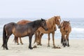Wild Horses On The Beach