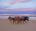 Wild horses on the beach at sunset in Corolla North Carolina Royalty Free Stock Photo