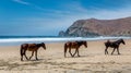 Wild horses on beach Royalty Free Stock Photo