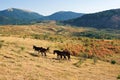 Wild horses in a beatiful rural landscape