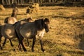 Wild horses beautiful brown enjoy life