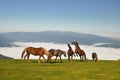 Wild Horses Royalty Free Stock Photo