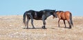 Wild Horses - Black Band Stallion and Dun Mare on Sykes Ridge in the Pryor Mountains Wild Horse Range in Montana Royalty Free Stock Photo