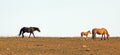 Wild Horses - Black band stallion snaking his foal and mare in the Pryor Mountains Wild Horse Range in Montana USA Royalty Free Stock Photo