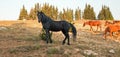Wild Horses - Black Stallion with herd in the Pryor Mountains Wild Horse Range in Montana Royalty Free Stock Photo