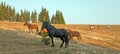 Wild Horses - Black Stallion with herd in the Pryor Mountains Wild Horse Range in Montana Royalty Free Stock Photo