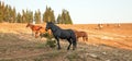 Wild Horses - Black Stallion with herd in the Pryor Mountains Wild Horse Range in Montana