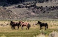 Wild Horses On BLM land Near California Highway 120