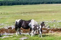 Wild horses on Bodmin Moor in Cornwall, England Royalty Free Stock Photo