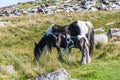 Wild horses on Bodmin Moor in Cornwall, England Royalty Free Stock Photo