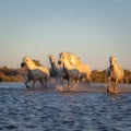Wild Horses of Camargue running and splashing on water Royalty Free Stock Photo