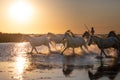 Wild Horses of Camargue running and splashing on water Royalty Free Stock Photo