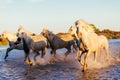 Wild Horses of Camargue running and splashing on water Royalty Free Stock Photo