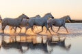 Wild Horses of Camargue running and splashing on water Royalty Free Stock Photo