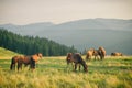 Wild horses in Carpathian mountain Royalty Free Stock Photo