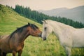 Wild horses in Carpathian mountain