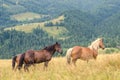 Wild horses in the Carpathians, Ukraine Carpathian landscape. Royalty Free Stock Photo