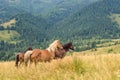 Wild horses in the Carpathians, Ukraine Carpathian landscape. Royalty Free Stock Photo