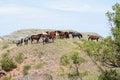 Wild horses catching a breeze on a hilltop