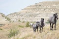 Wild horses walking contours of arid landscape 