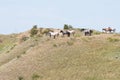 Wild horses catching a breeze on grassy hilltop