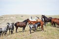 Wild horses catching a breeze in national park