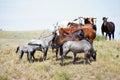 Wild horses catching a breeze