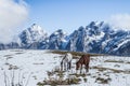 Wild horses in Caucasus mountains Royalty Free Stock Photo