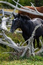 Wild horses in Cerro Alarken Nature Reserve Royalty Free Stock Photo