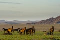 Wild Horses close to Aus in Namib desert, Namibia. Royalty Free Stock Photo