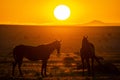 Wild Horses close to Aus in Namib desert during sunset, Namibia. Royalty Free Stock Photo