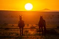 Wild Horses close to Aus in Namib desert during sunset, Namibia. Royalty Free Stock Photo