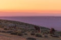 Wild Horses in the Colorado Desert at Sunrise Royalty Free Stock Photo