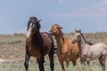 Wild Horses in Colorado