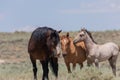Wild Horses in Colorado in Summer Royalty Free Stock Photo