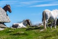Wild horses in Cornwall, England on the Rough Tor on Bodmin Moor Royalty Free Stock Photo