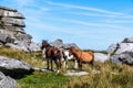 Wild horses in Cornwall, England on the Rough Tor on Bodmin Moor Royalty Free Stock Photo
