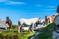 Wild horses in Cornwall, England on the Rough Tor on Bodmin Moor Royalty Free Stock Photo
