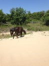 Wild horses in corolla outer banks North Carolina Royalty Free Stock Photo