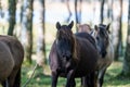 Wild horses Couldn`t drag me away Royalty Free Stock Photo