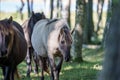 Wild horses Couldn`t drag me away Royalty Free Stock Photo