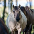 Wild horses Couldn`t drag me away Royalty Free Stock Photo