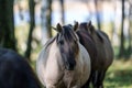 Wild horses Couldn`t drag me away Royalty Free Stock Photo